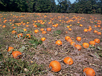 Pumpkins