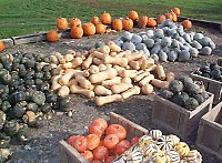 Varieties of Squash